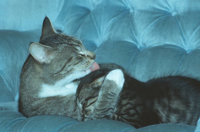 Gatti (93)